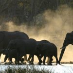 Rovos Rail Safari-Ausflug Moremi Game Reserve Botswana mit Elefanten am Fluss