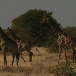 Etosha-Nationalpark Giraffen