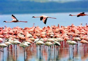 Rovos Rail Flamingos am Lake Manyara, Tansania